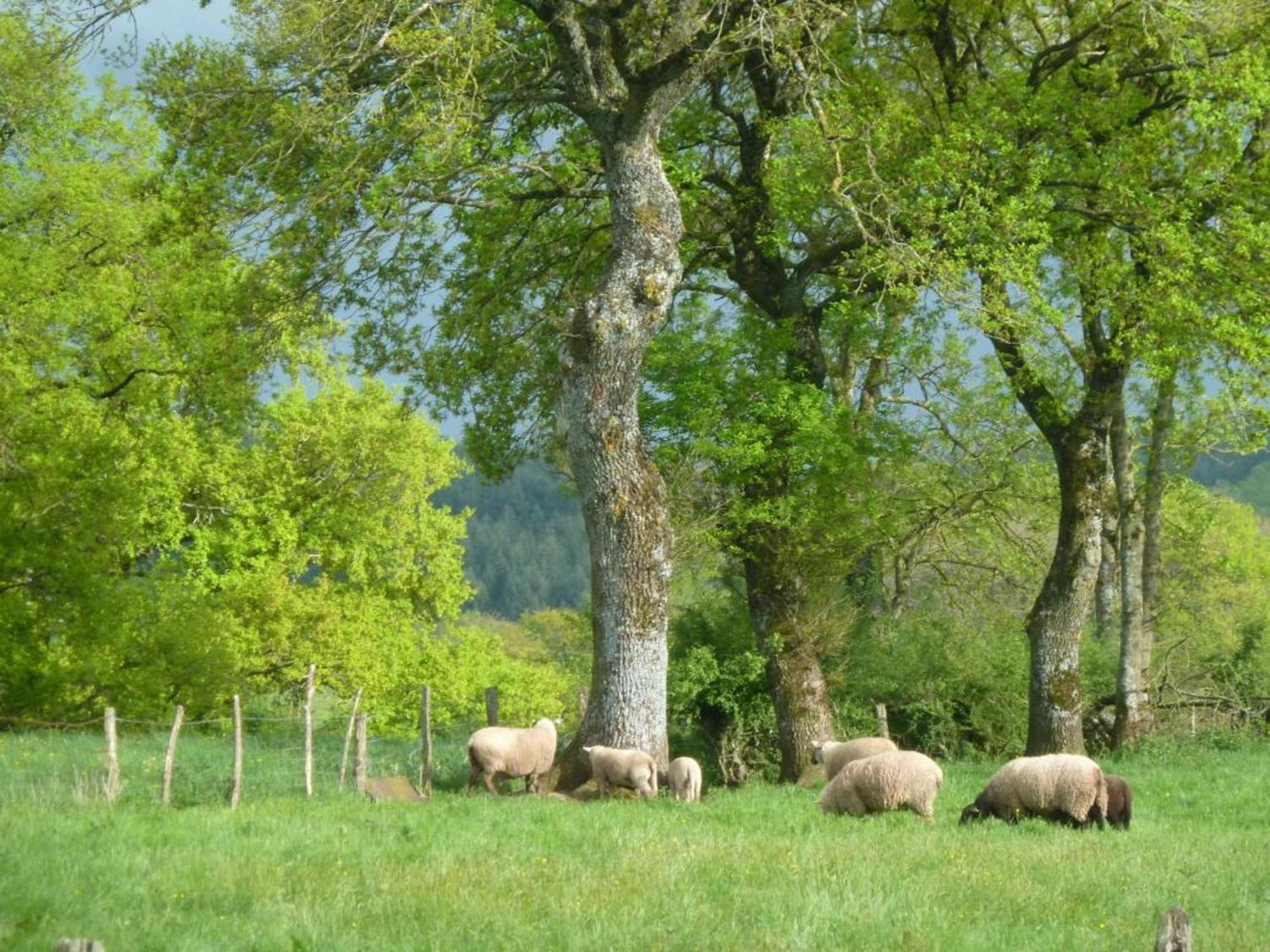 Вилла Maison De Campagne Ideale Pour Familles, Cavaliers, Animaux Acceptes, Avec Jardin Clos Et Tout Equipe. - Fr-1-489-172 Barrais-Bussolles Экстерьер фото